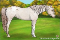 Horse Color:Amber Champagne Appaloosa 