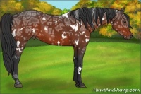 Horse Color:White Spotted Bay Ice 