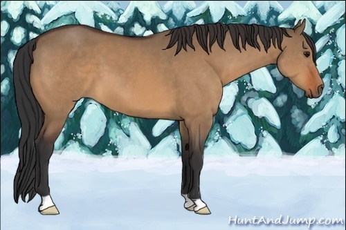 Horse Color:Bay Dun