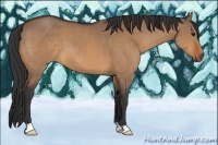 Horse Color:Bay Dun
