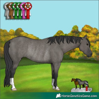 Horse Color:Grullo Rabicano 