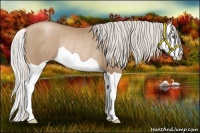 Horse Color:Silver Black Pearl Splash Rabicano 