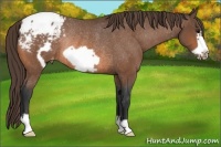 Horse Color:Buckskin Frame Varnish Rabicano 