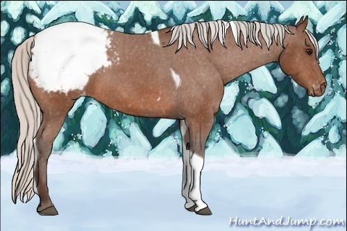 Horse Color:Silver Bay Tobiano Appaloosa 