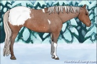 Horse Color:Silver Bay Tobiano Appaloosa 