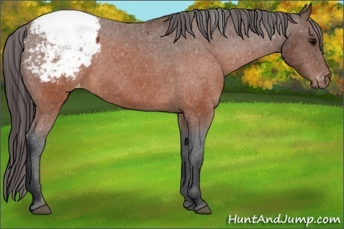Horse Color:Brown Appaloosa 