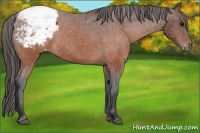Horse Color:Brown Appaloosa 