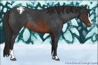 Horse Color:Brown Sabino Varnish Rabicano 