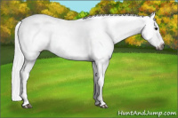 Horse Color:Gray Bay Roan Appaloosa Rabicano 