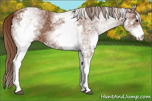 Horse Color:White Spotted Chestnut 