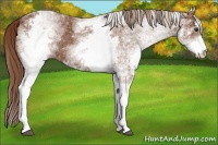 Horse Color:White Spotted Chestnut