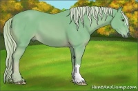 Horse Color:Watercolor Palomino