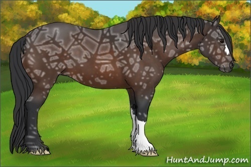 Horse Color:Bay Ice 