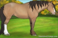 Horse Color:Amber Champagne 