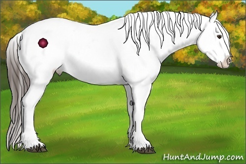 Horse Color:White Spotted Liver Chestnut Appaloosa 