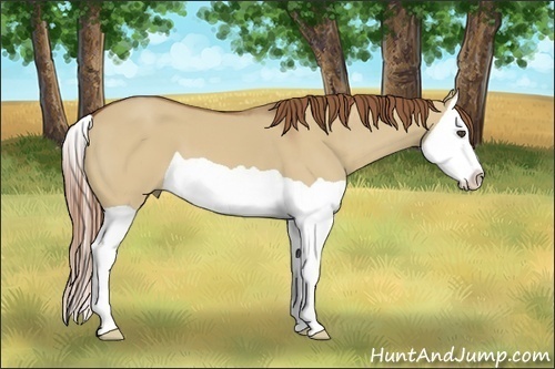 Horse Color:Red Dun Splash 