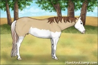 Horse Color:Red Dun Splash