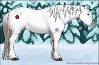 Horse Color:Liver Red Dun Appaloosa 