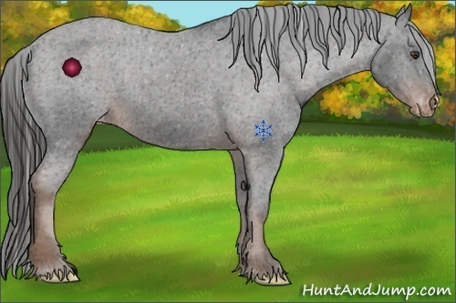 Horse Color:Liver Chestnut Appaloosa 