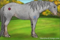 Horse Color:Liver Chestnut Appaloosa 