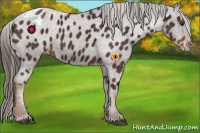 Horse Color:Liver Chestnut Appaloosa 
