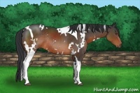 Horse Color:White Spotted Brown Tobiano Rabicano
