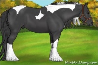 Horse Color:Smoky Black Tobiano