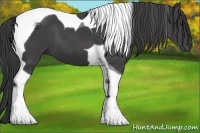 Horse Color:Smoky Black Tobiano 