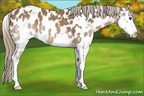 Horse Color:White Spotted Liver Chestnut Splash Near Leopard 