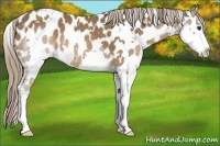 Horse Color:White Spotted Liver Chestnut Splash Near Leopard