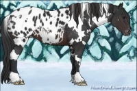 Horse Color:White Spotted Brown Blanket 