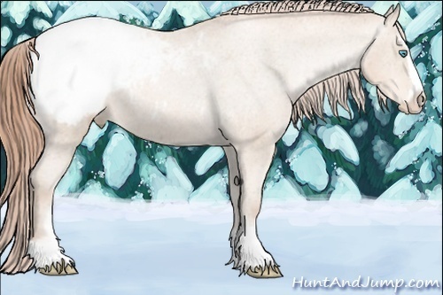 Horse Color:Buckskin Pearl Sabino Appaloosa 