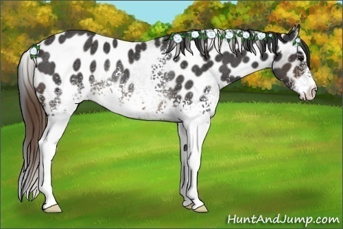 Horse Color:White Spotted Buckskin Appaloosa Rabicano 