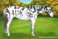 Horse Color:White Spotted Buckskin Appaloosa Rabicano