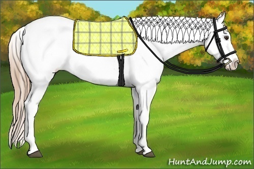 Horse Color:Red Roan Splash Appaloosa 