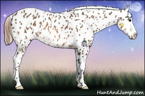 Horse Color:Buckskin Appaloosa 