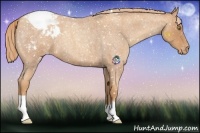 Horse Color:Gold Champagne Roan Appaloosa 
