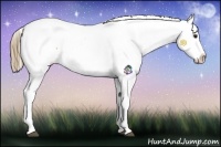 Horse Color:Buckskin Roan Snowcap