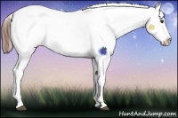 Horse Color:Red Roan Sabino Appaloosa 
