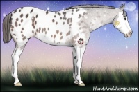 Horse Color:Bay Sabino Splash Appaloosa 