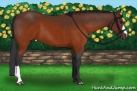 Horse Color:Brown 