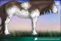 Horse Color:White Spotted Liver Chestnut 