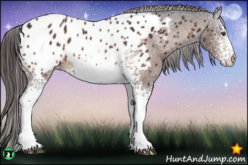 Horse Color:White Spotted Bay Appaloosa 