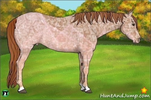 Horse Color:Chestnut Ice Rabicano 
