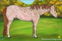 Horse Color:Chestnut Ice Rabicano
