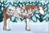 Horse Color:Liver Chestnut Ice Sabino Splash