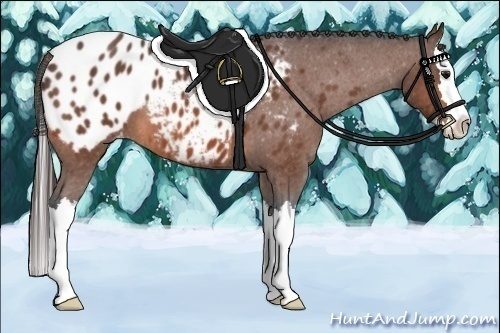 Horse Color:Bay Roan Splash Appaloosa