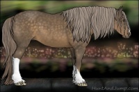 Horse Color:Chocolate Palomino 