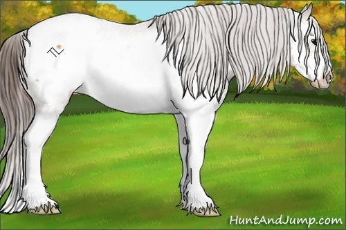 Horse Color:Buckskin Roan Splash Frame Snowcap Rabicano 
