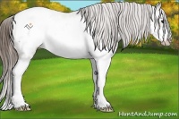 Horse Color:Buckskin Roan Splash Frame Snowcap Rabicano